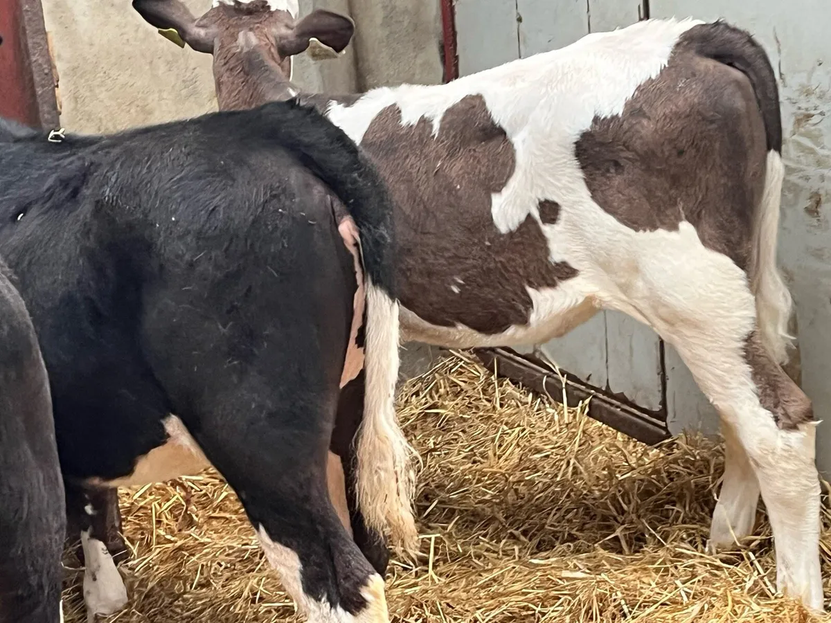 Super Hereford Heifer Weanlings - Image 4