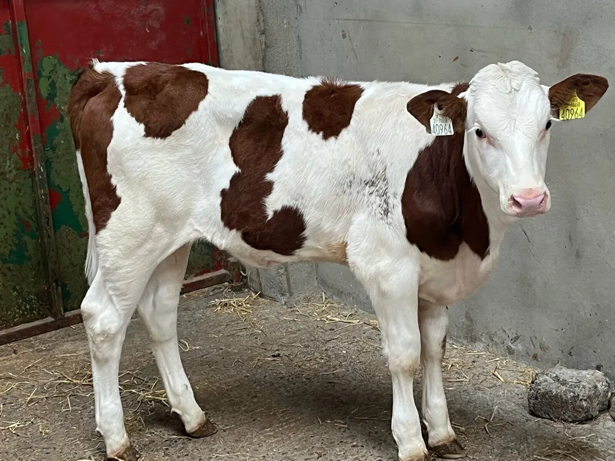 Super Red Whitehead & SIM Heifer Weanlings - Image 2