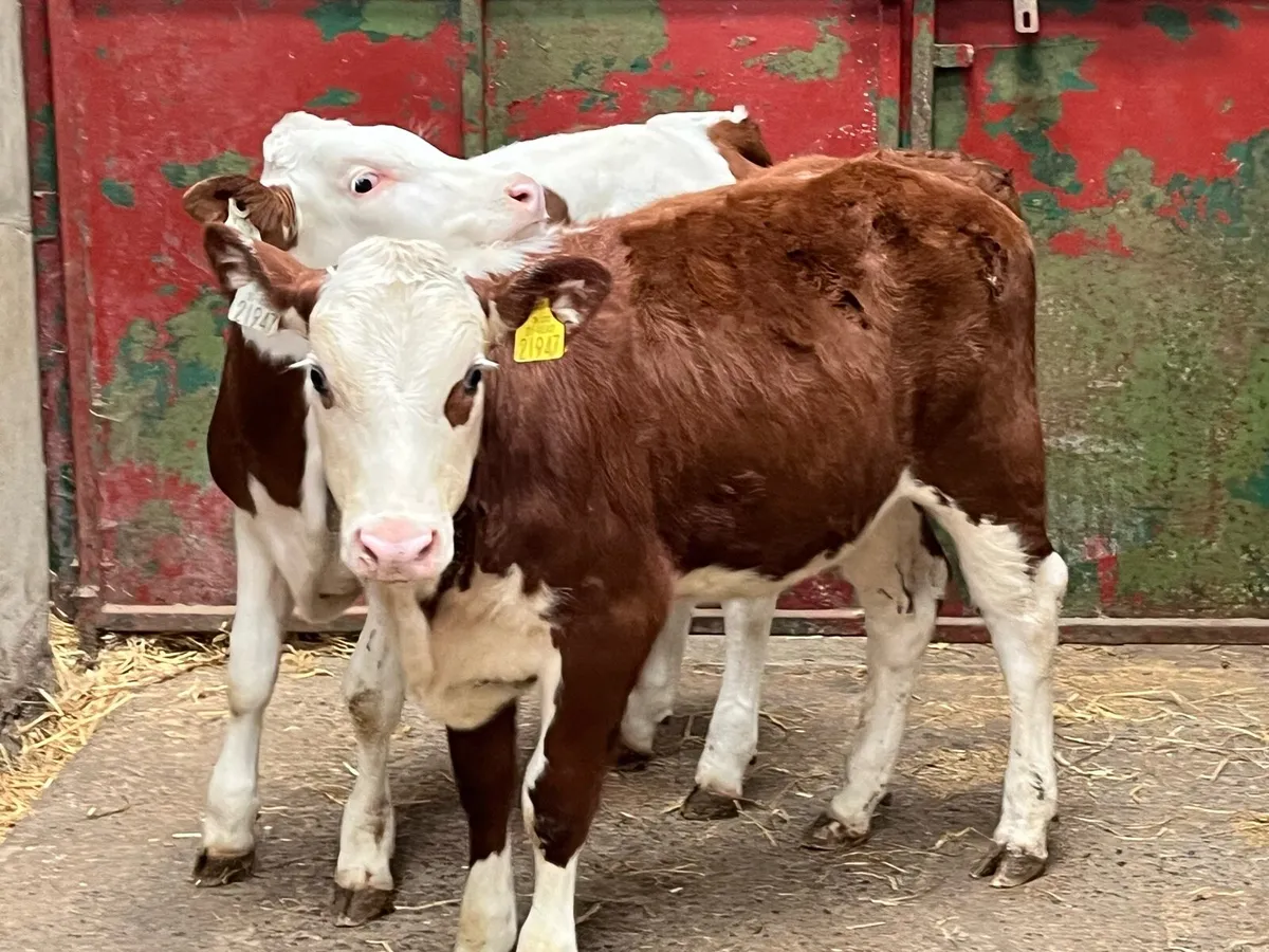 Super Red Whitehead & SIM Heifer Weanlings - Image 3