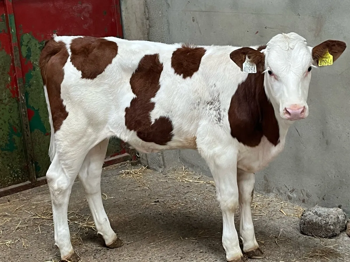 Super Red Whitehead & SIM Heifer Weanlings - Image 4