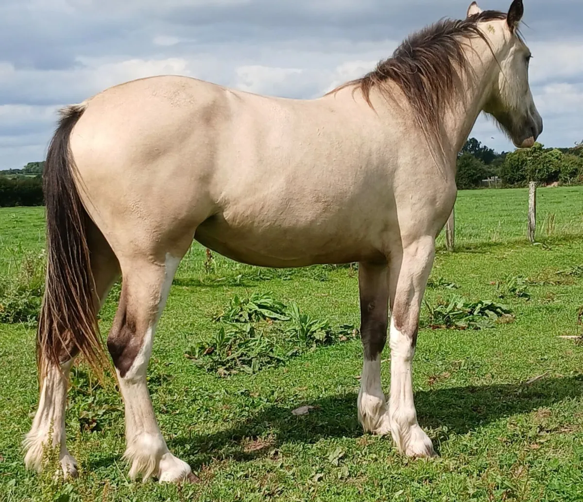 3 Yr old palomino - Image 3
