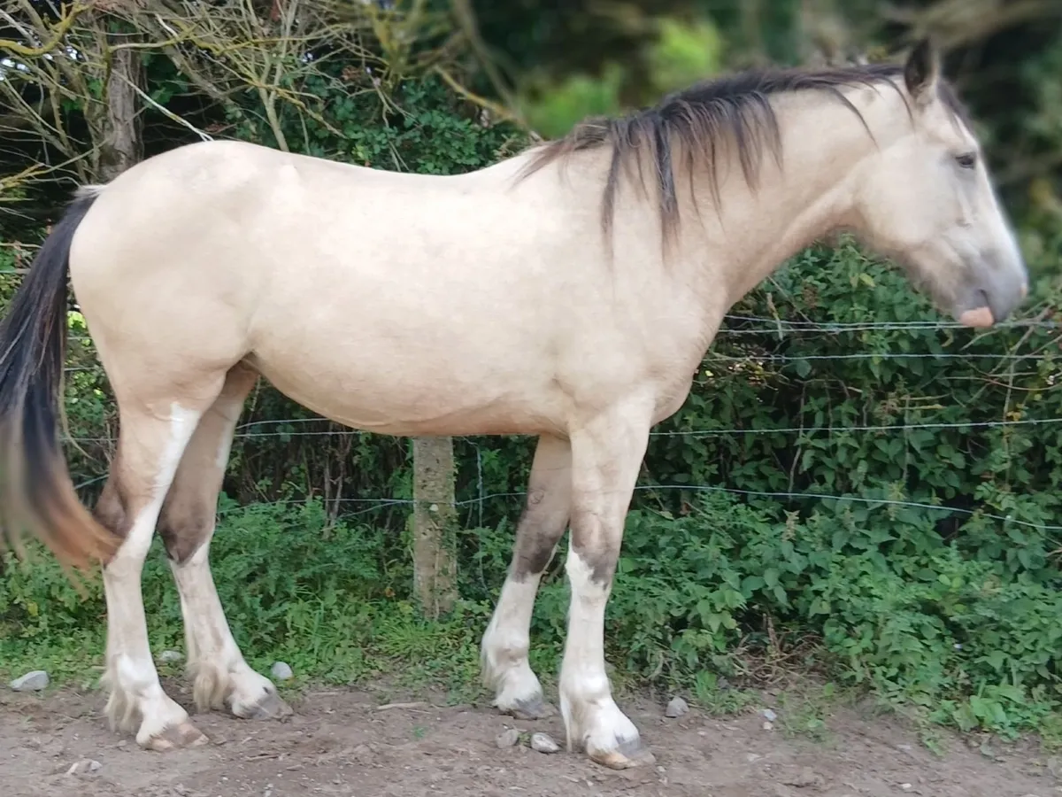 3 Yr old palomino - Image 4