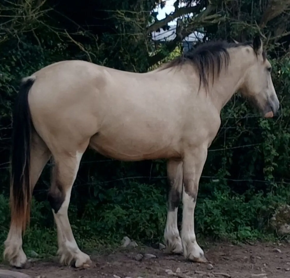 3 Yr old palomino - Image 2