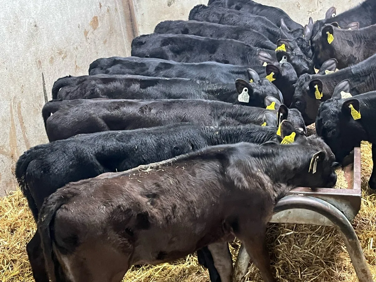 13 Real Proper Reared AA Heifer Runners - Image 1