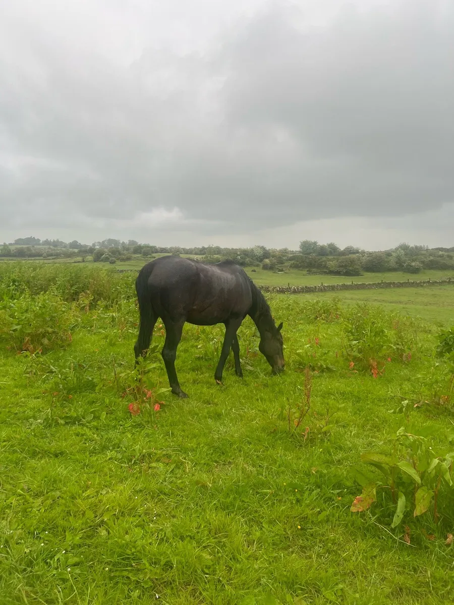 TB Mares  for Sale - Image 1