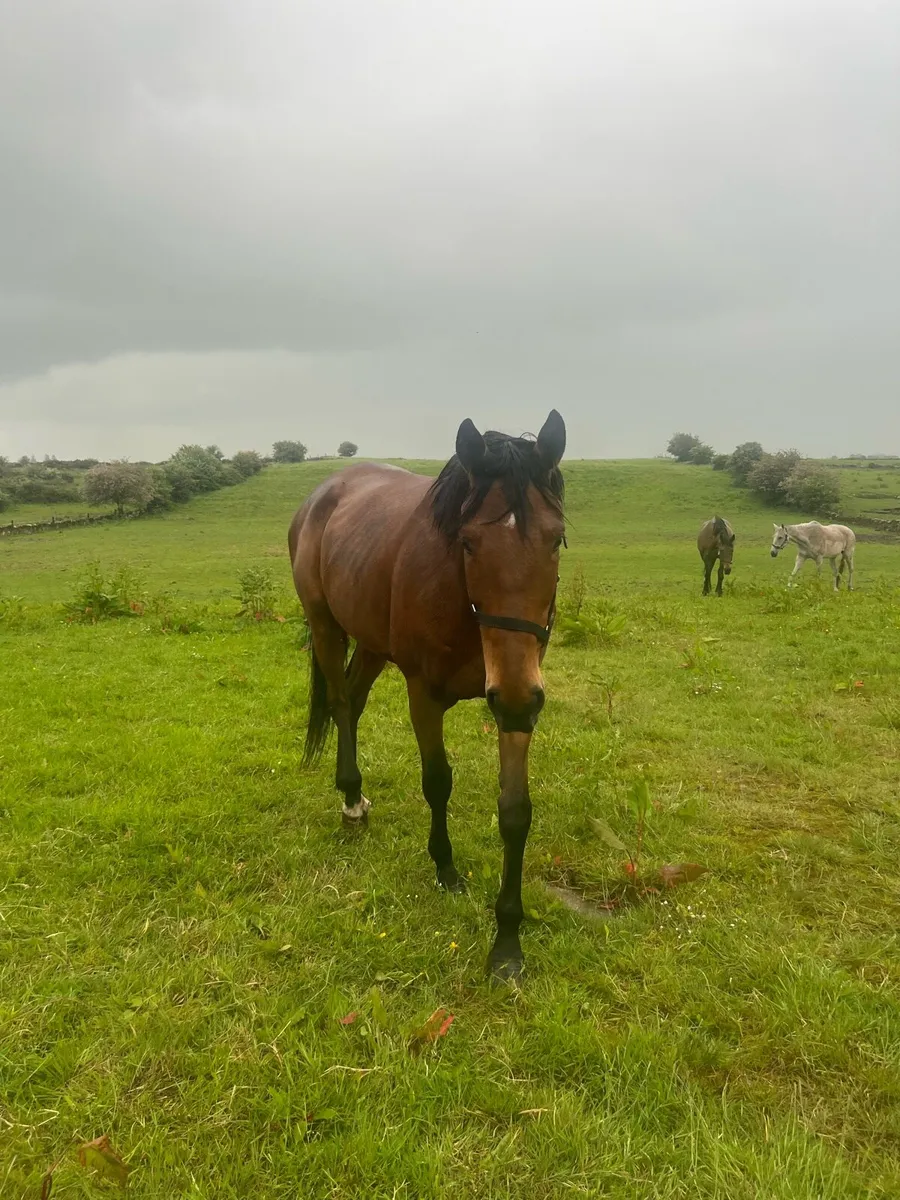TB Mares  for Sale - Image 2