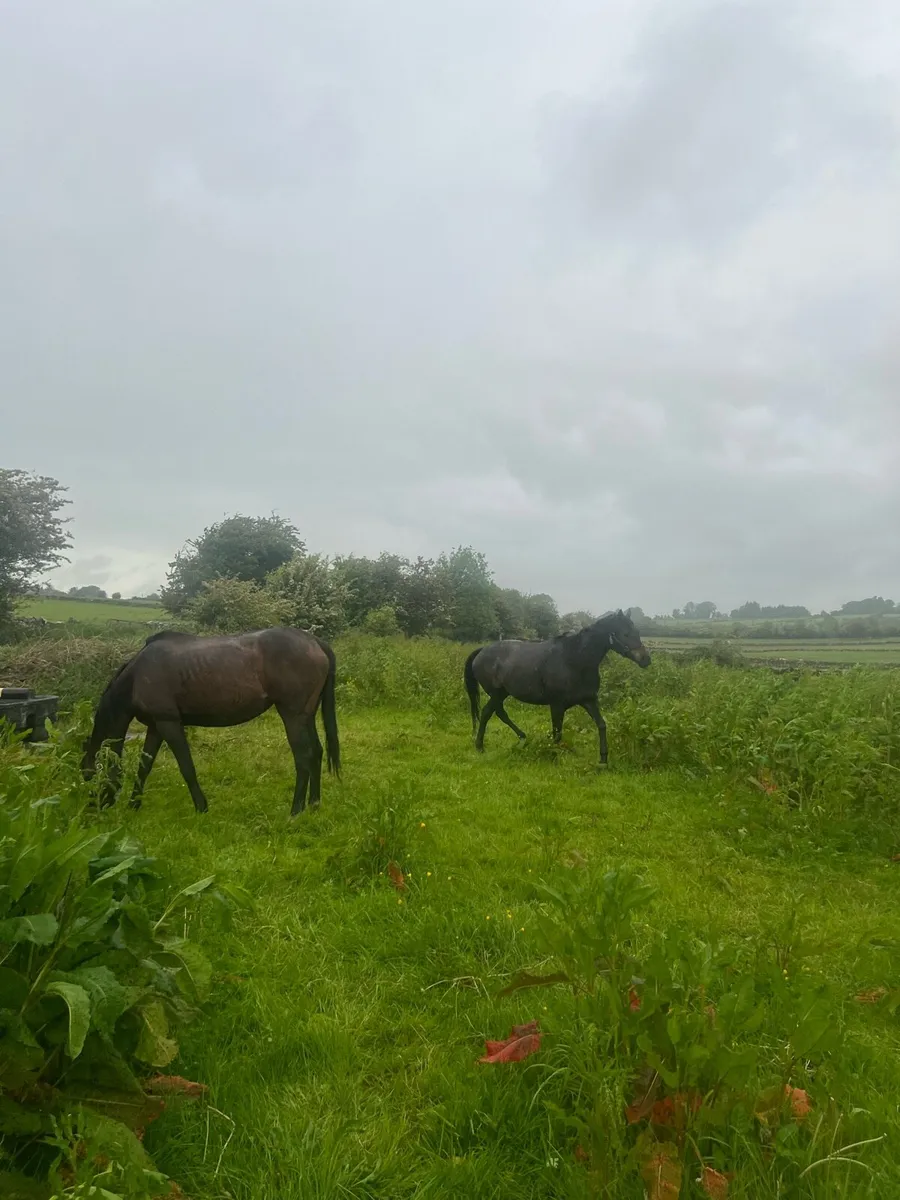TB Mares  for Sale - Image 4