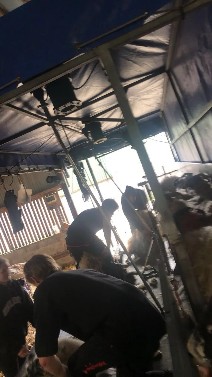 Sheep shearing - Image 2