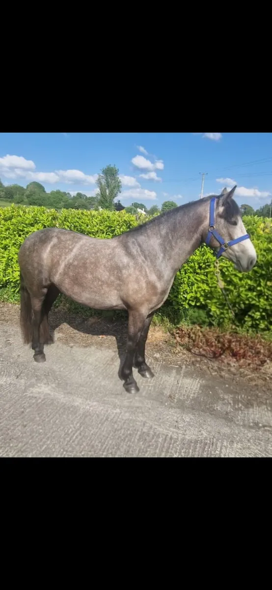 Class 1 connemara filly - Image 1