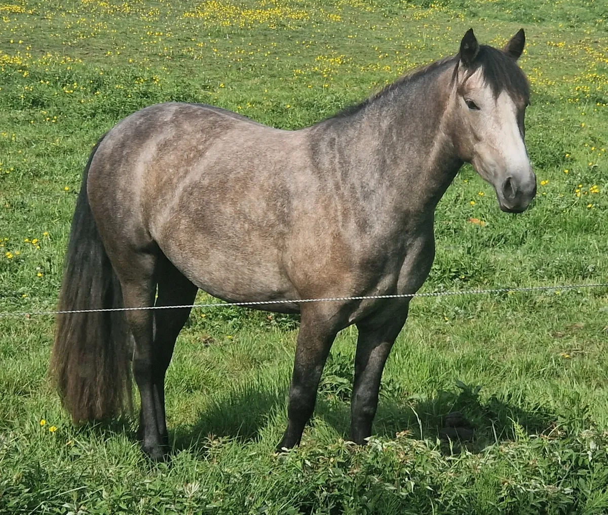 Class 1 connemara filly - Image 2