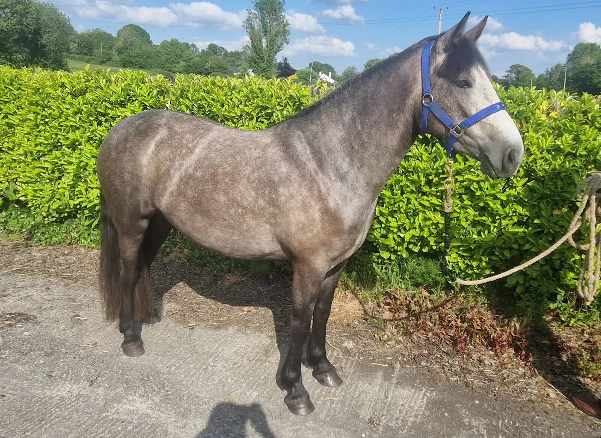 Class 1 connemara filly - Image 3