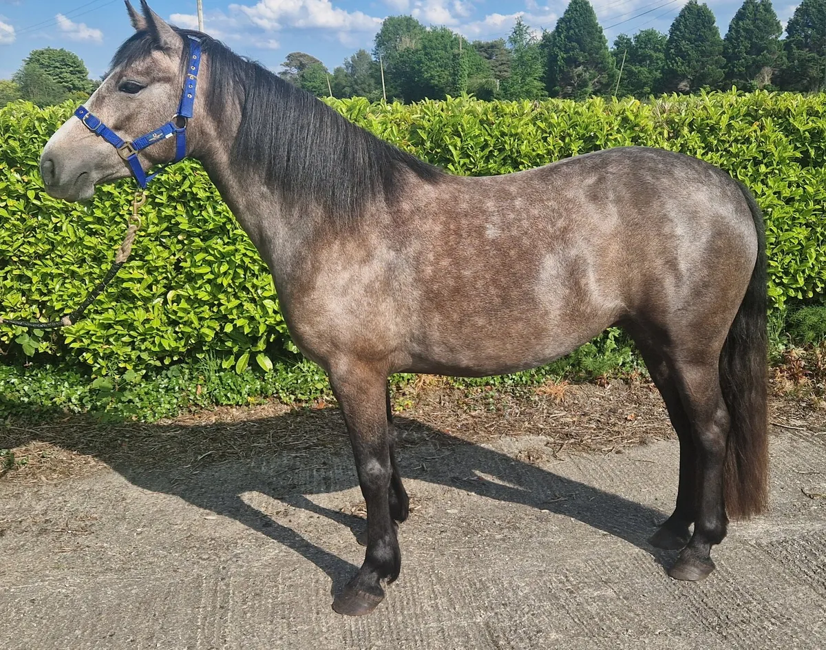 Class 1 connemara filly - Image 4