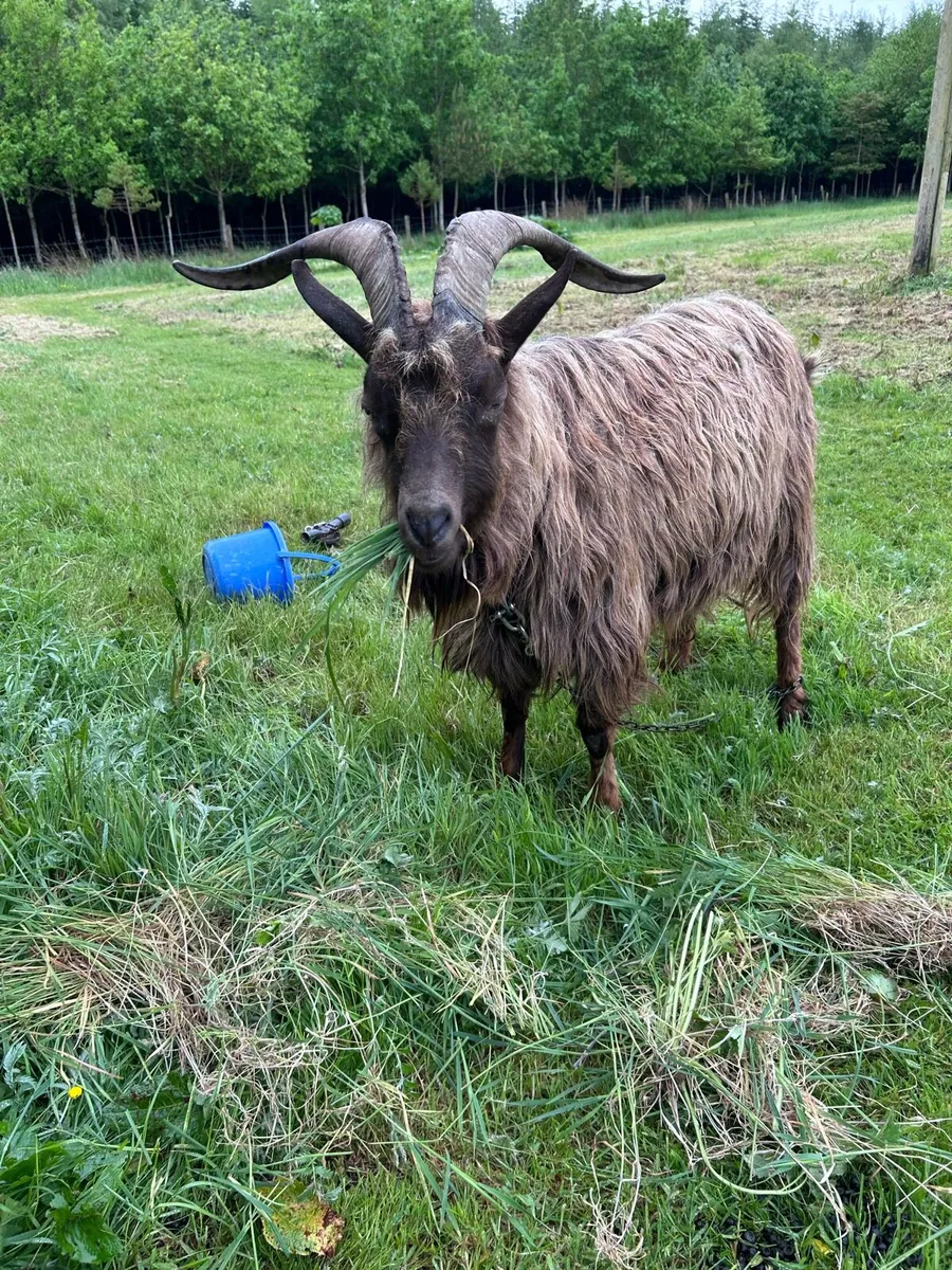 Goat - Image 2