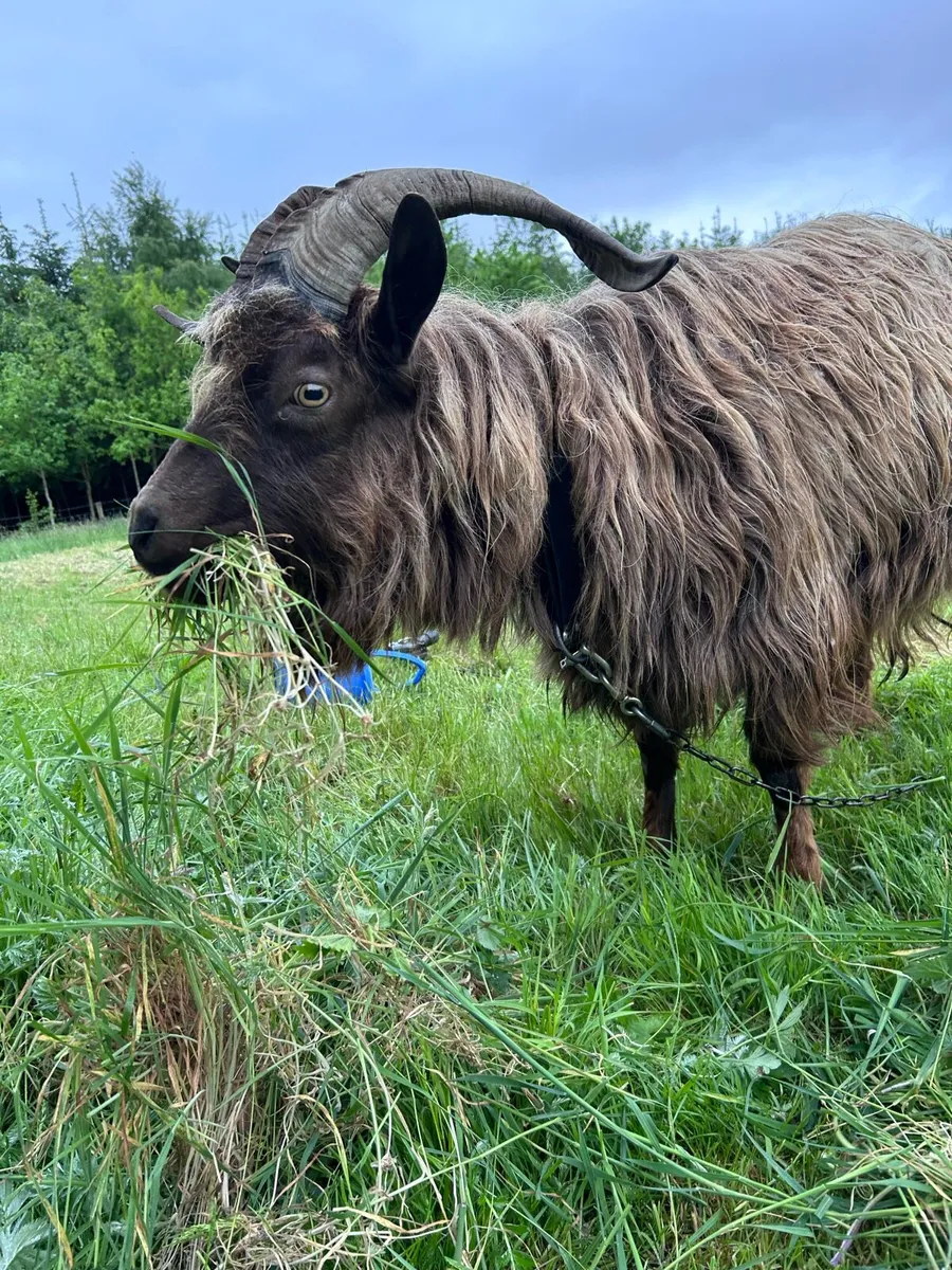 Goat - Image 4