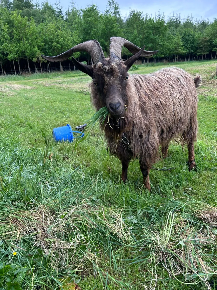 Goat - Image 1