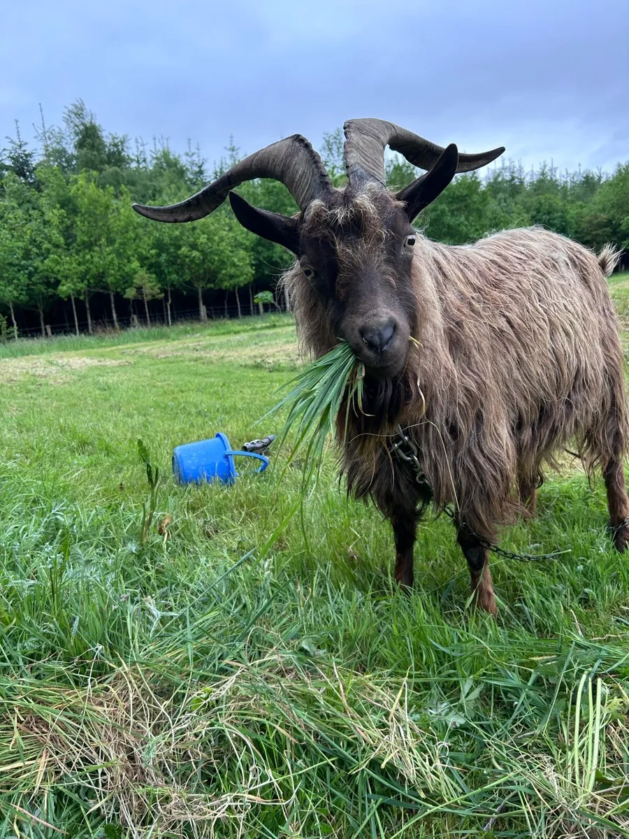 Goat - Image 3