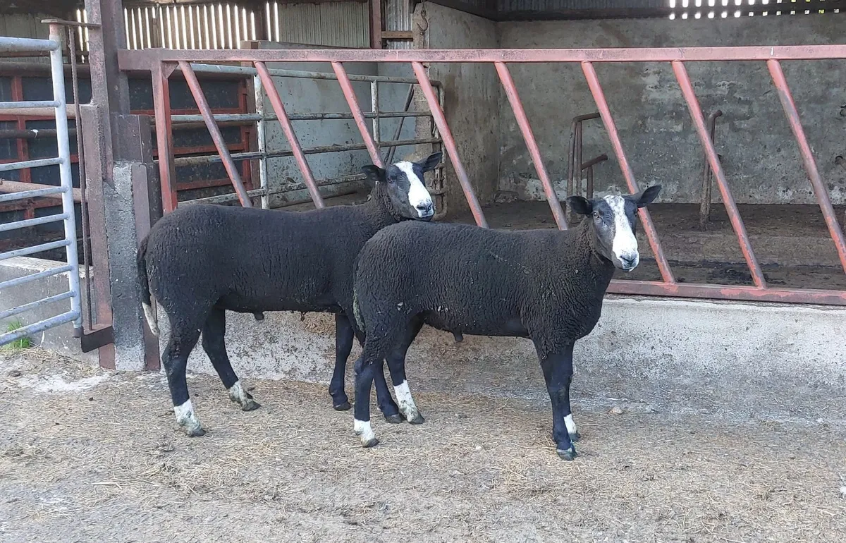 Zwartble Shearling Rams