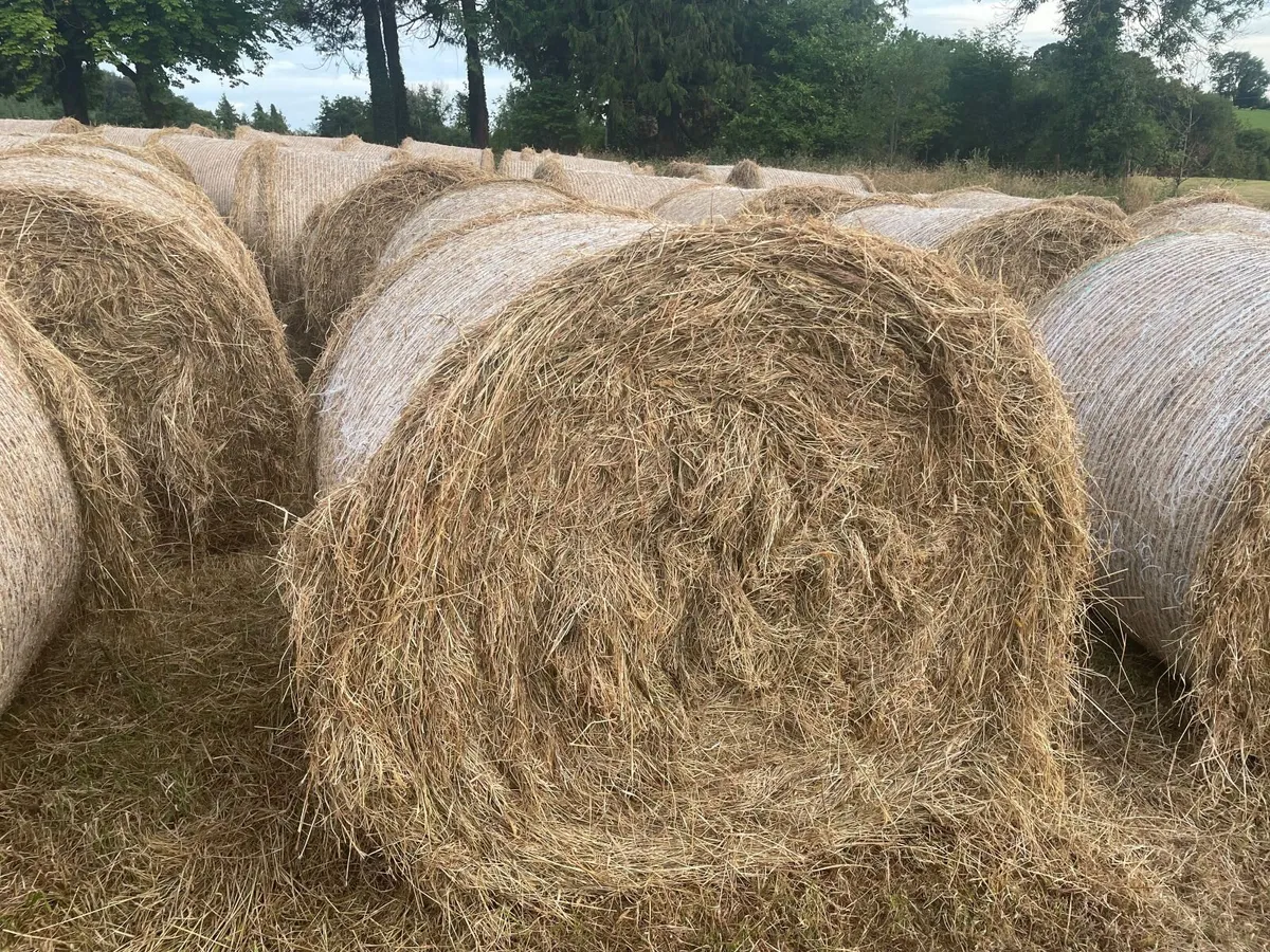 Organic Haylage - Image 2