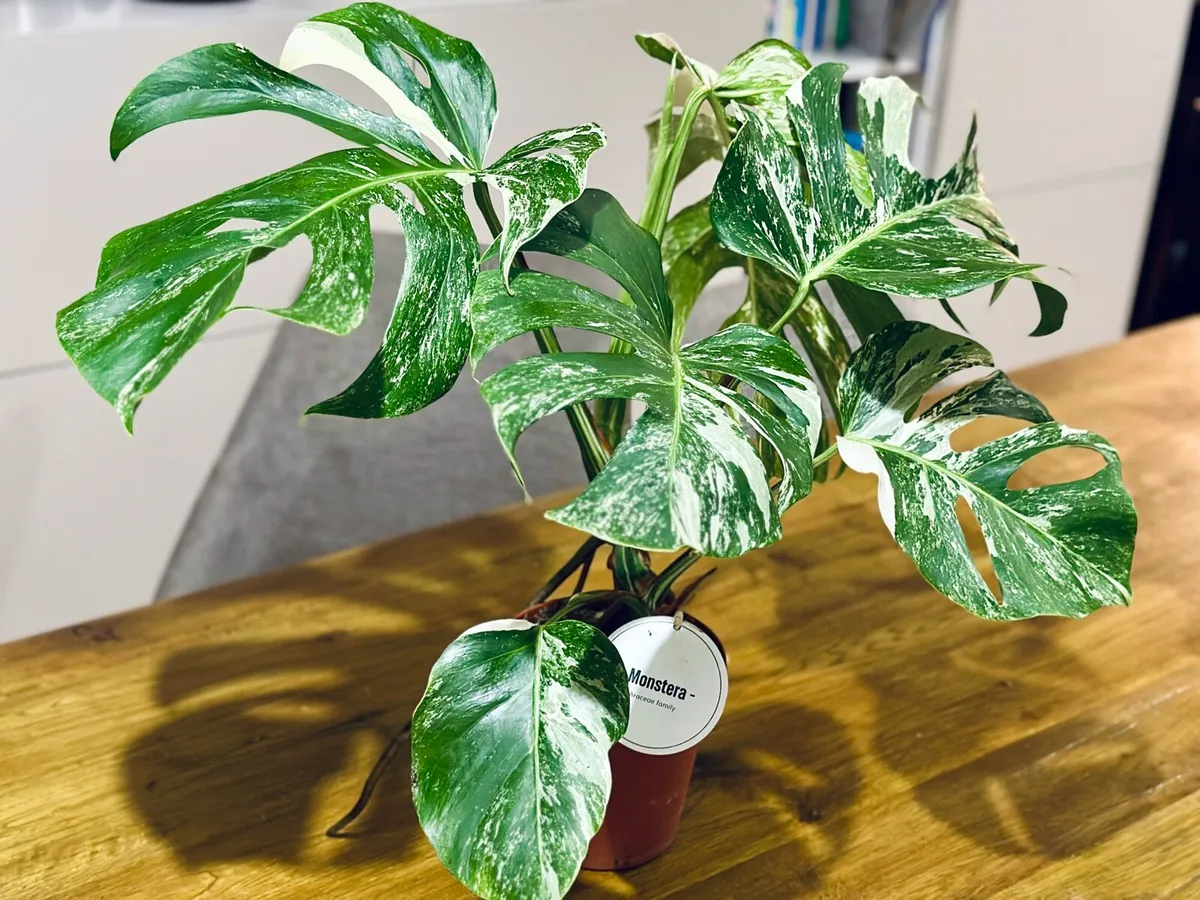 Variegated Monstera Deliciosa in 15cm pot and 50cm - Image 1