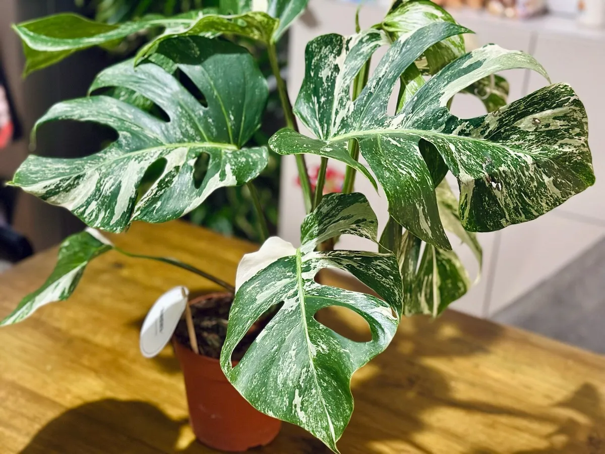 Variegated Monstera Deliciosa in 15cm pot and 50cm - Image 2