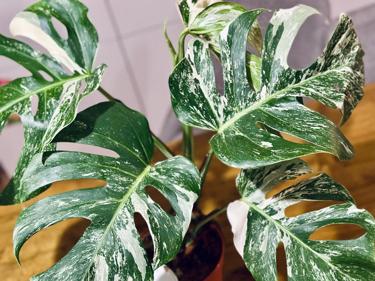 Variegated Monstera Deliciosa in 15cm pot and 50cm - Image 3