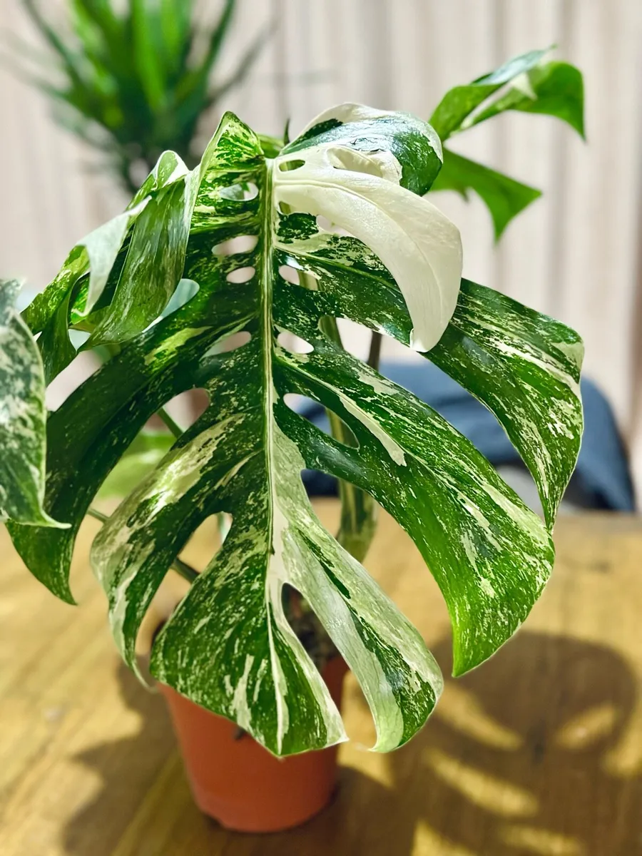 Variegated Monstera Deliciosa in 15cm pot and 50cm - Image 4