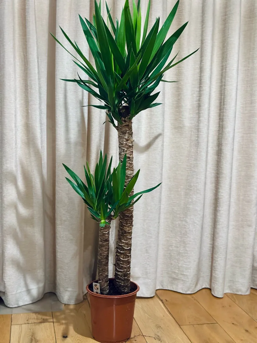 Yucca (two stems) in 24cm pot and 140cm in height - Image 2