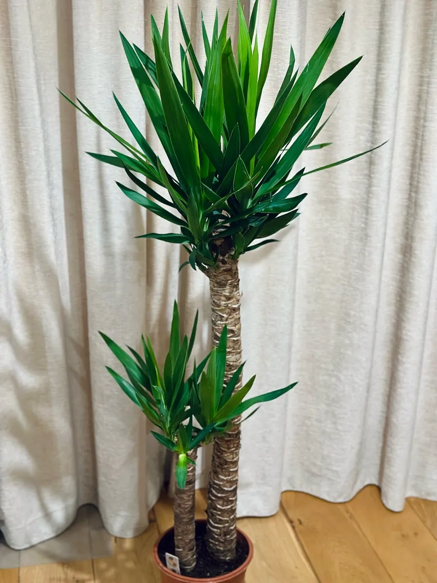Yucca (two stems) in 24cm pot and 140cm in height - Image 3