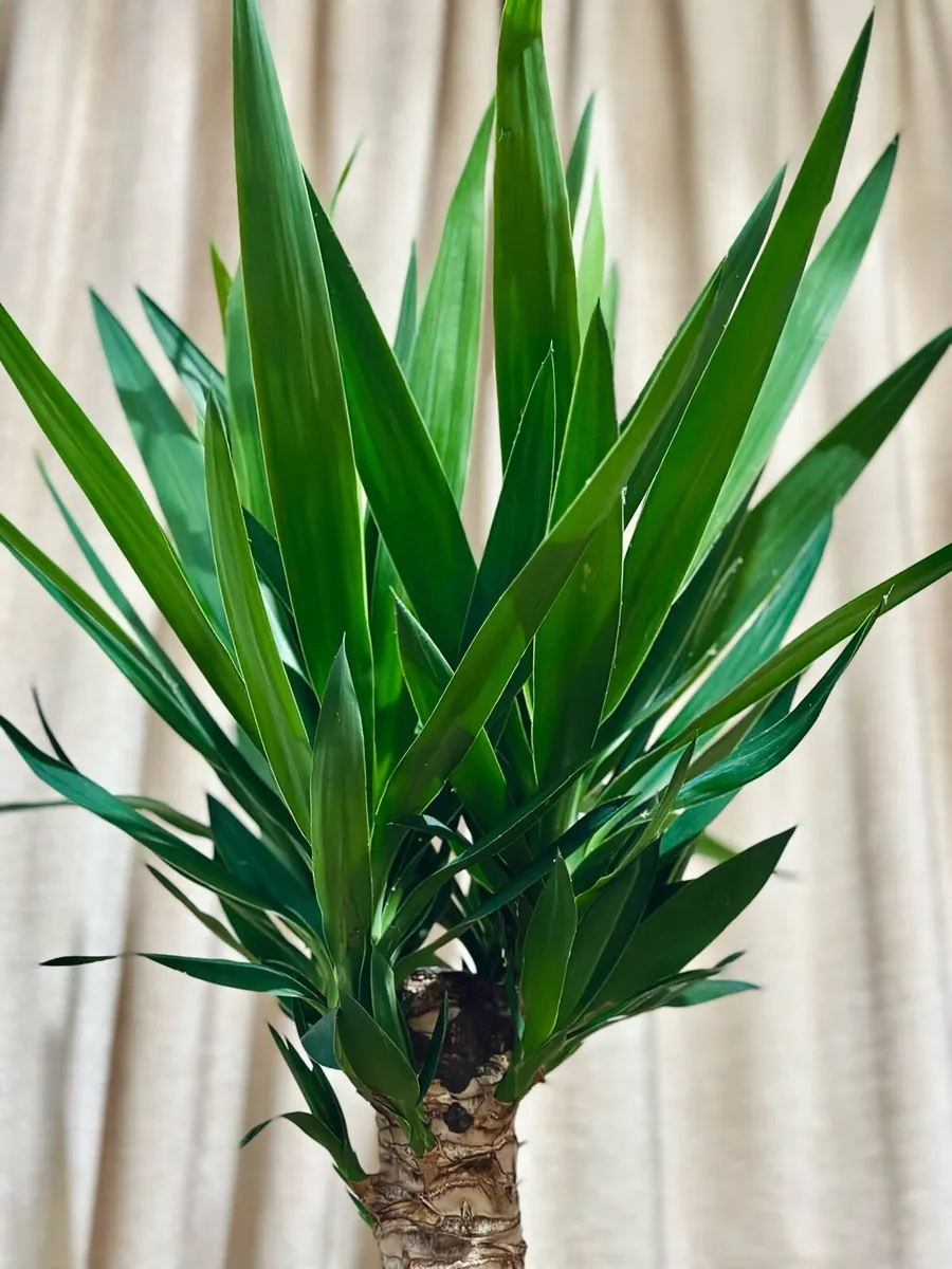 Yucca (two stems) in 24cm pot and 140cm in height - Image 4