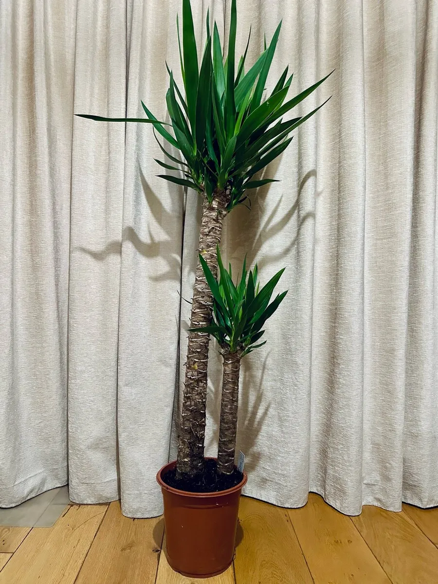 Yucca (two stems) in 24cm pot and 140cm in height - Image 1