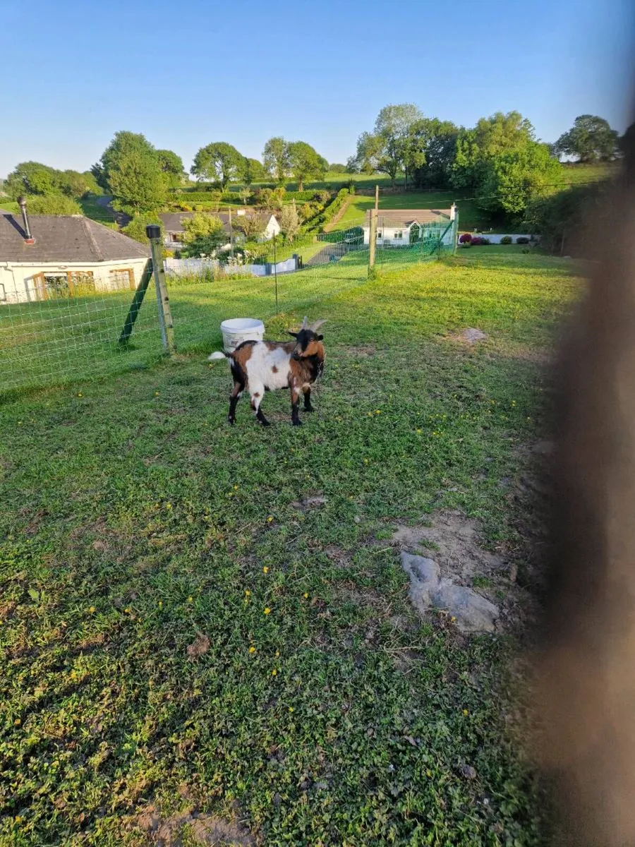 Goats - Image 3