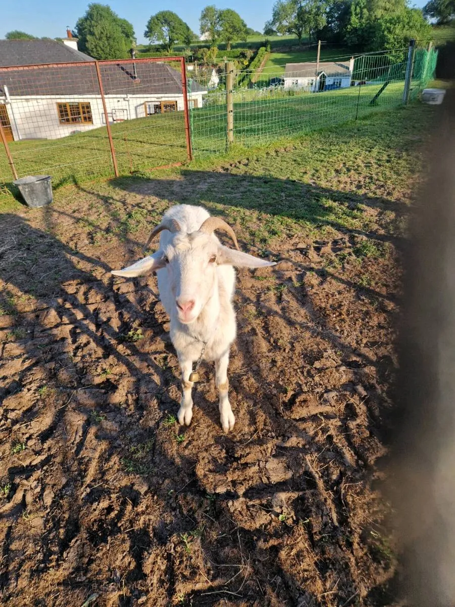 Goats - Image 4