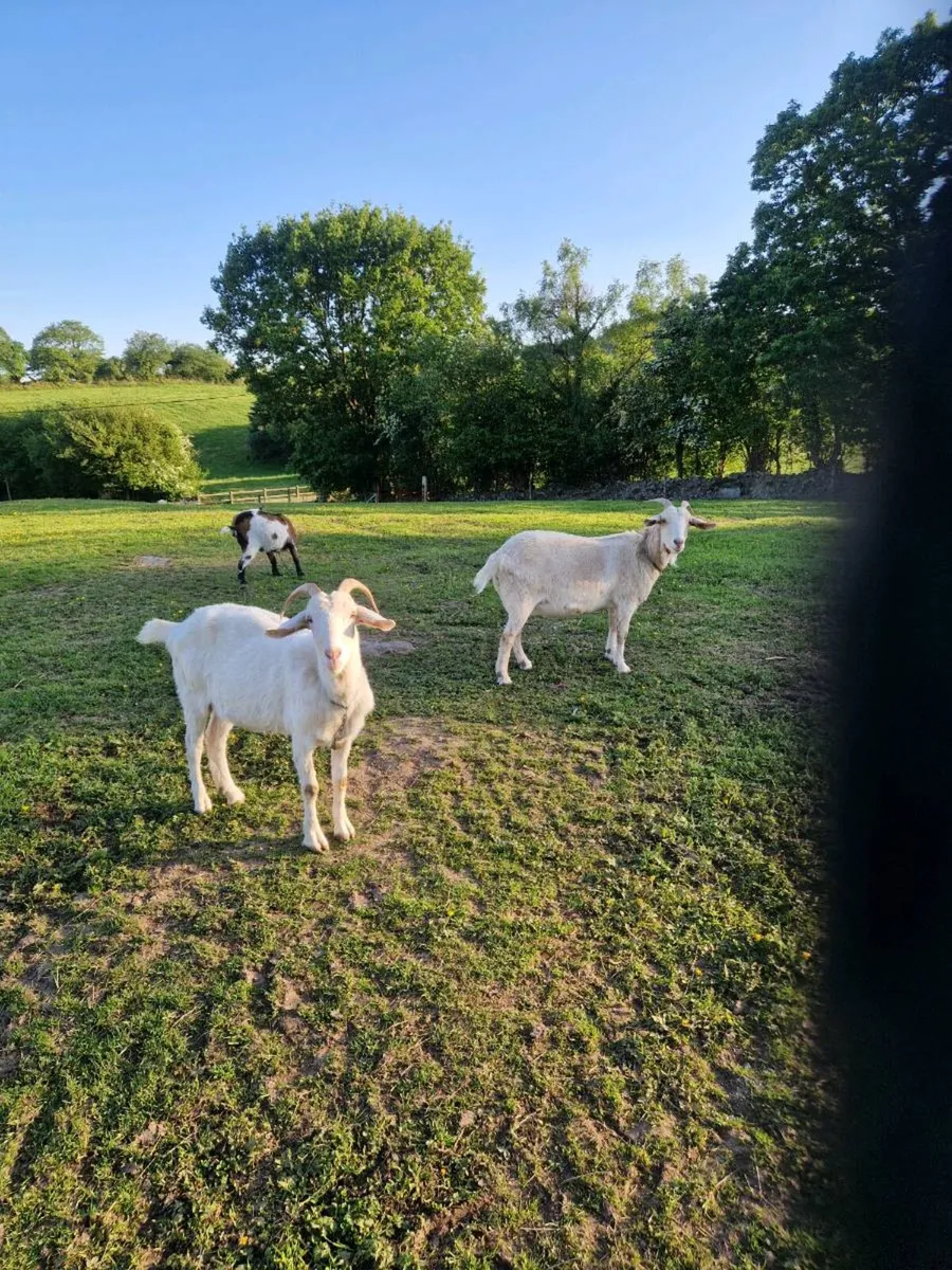 Goats - Image 1