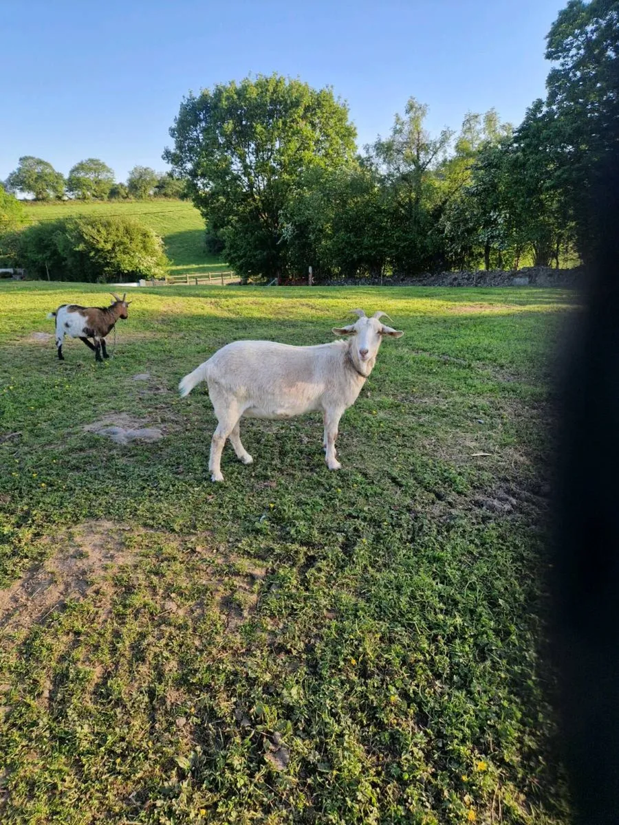 Goats - Image 2