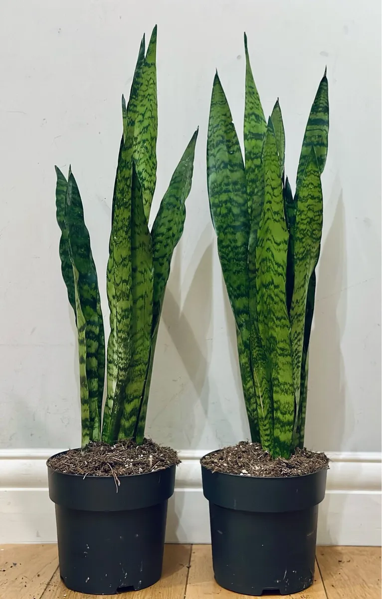 Sansevieria Zeylancia in 19cm pot and 80cm tall - Image 1