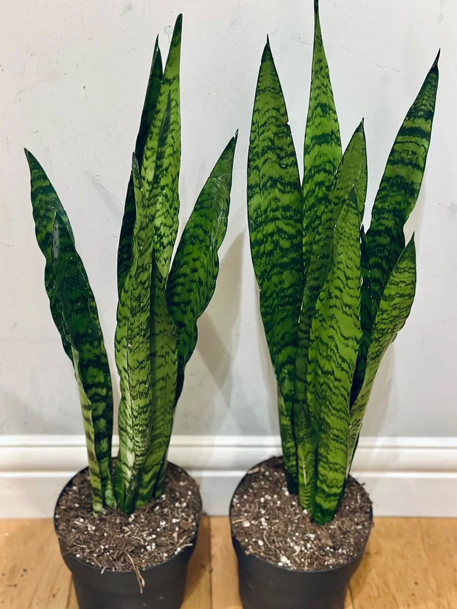 Sansevieria Zeylancia in 19cm pot and 80cm tall - Image 2