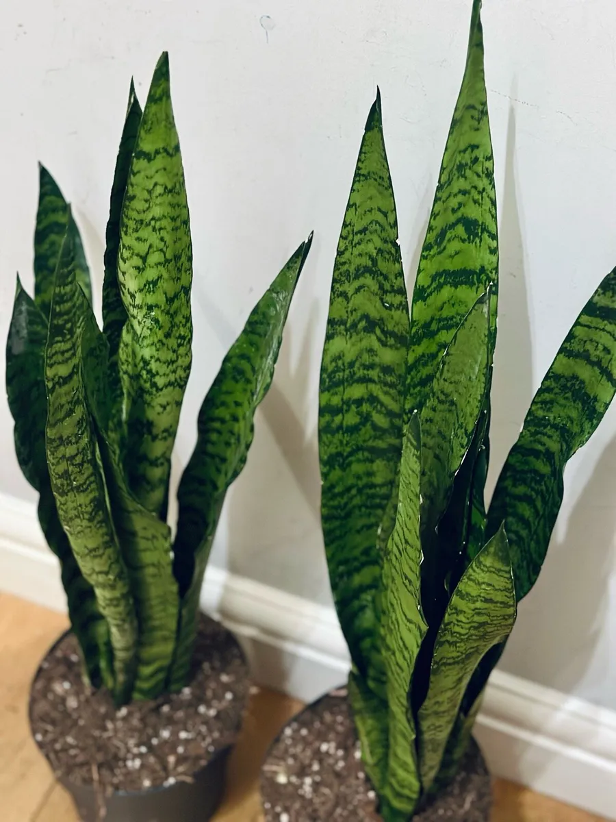 Sansevieria Zeylancia in 19cm pot and 80cm tall - Image 3