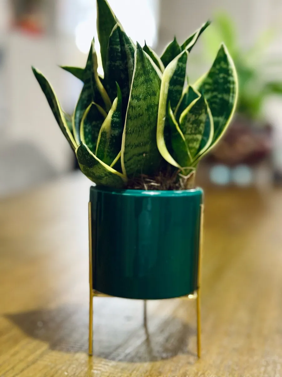 Sansevieria Mix in 9cm pot - Image 1