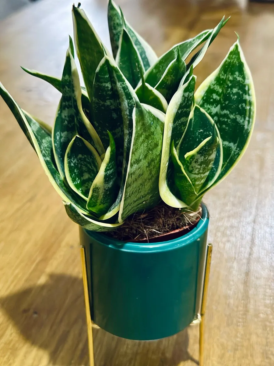 Sansevieria Mix in 9cm pot - Image 2
