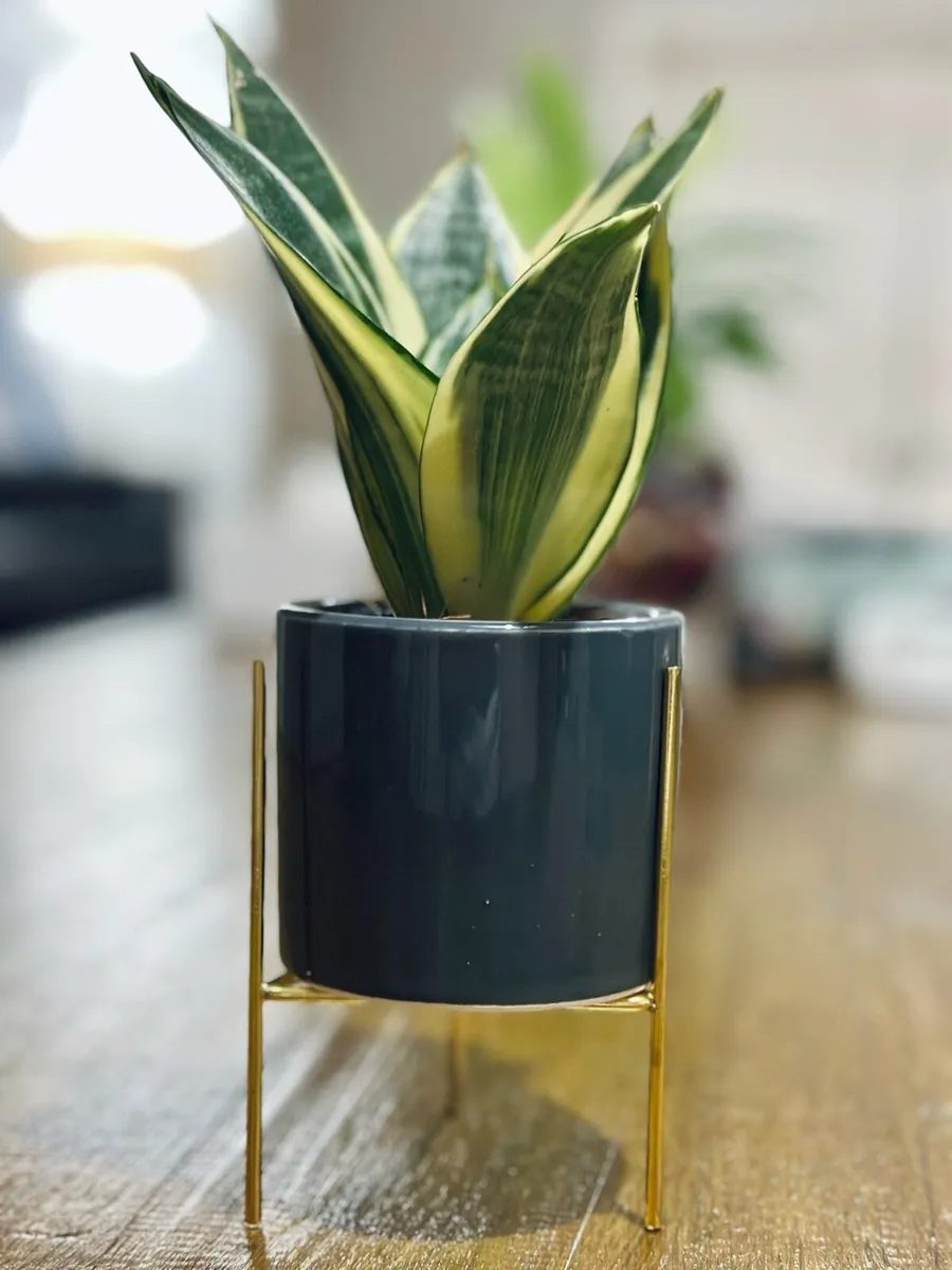 Sansevieria Mix in 9cm pot - Image 3