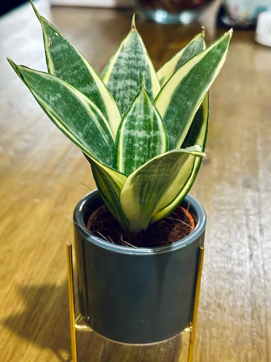 Sansevieria Mix in 9cm pot - Image 4