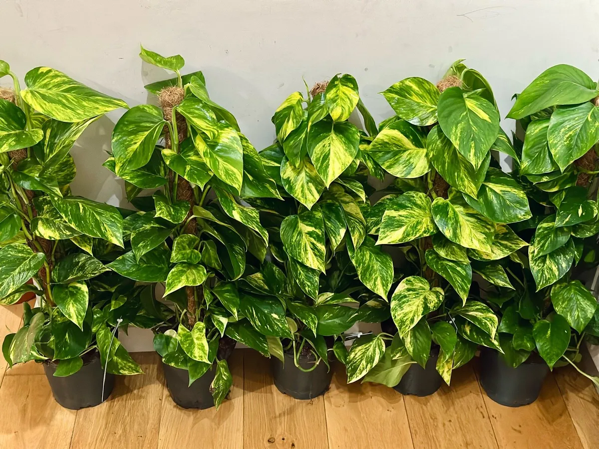 Epipremnum Golden Pothos with mosspole 80cm tall - Image 2