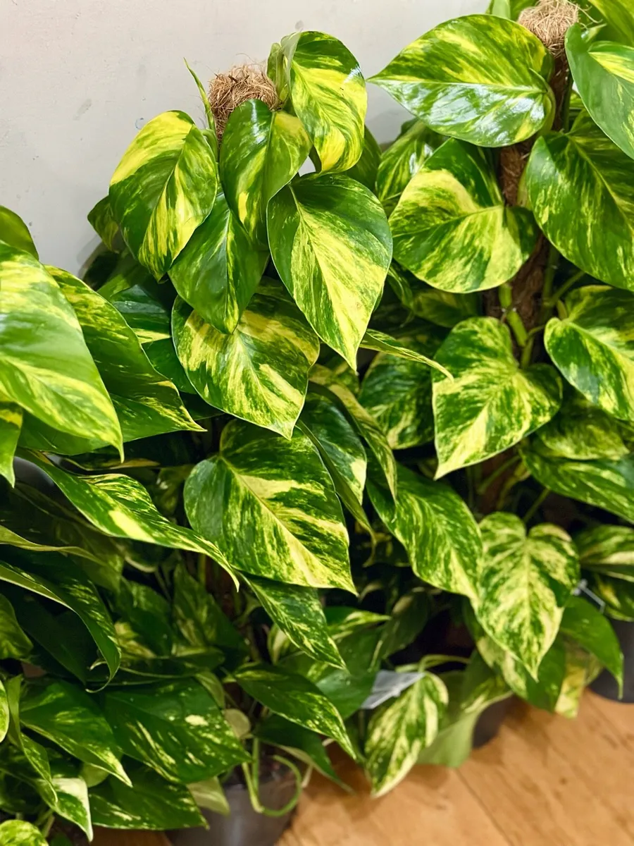Epipremnum Golden Pothos with mosspole 80cm tall - Image 3
