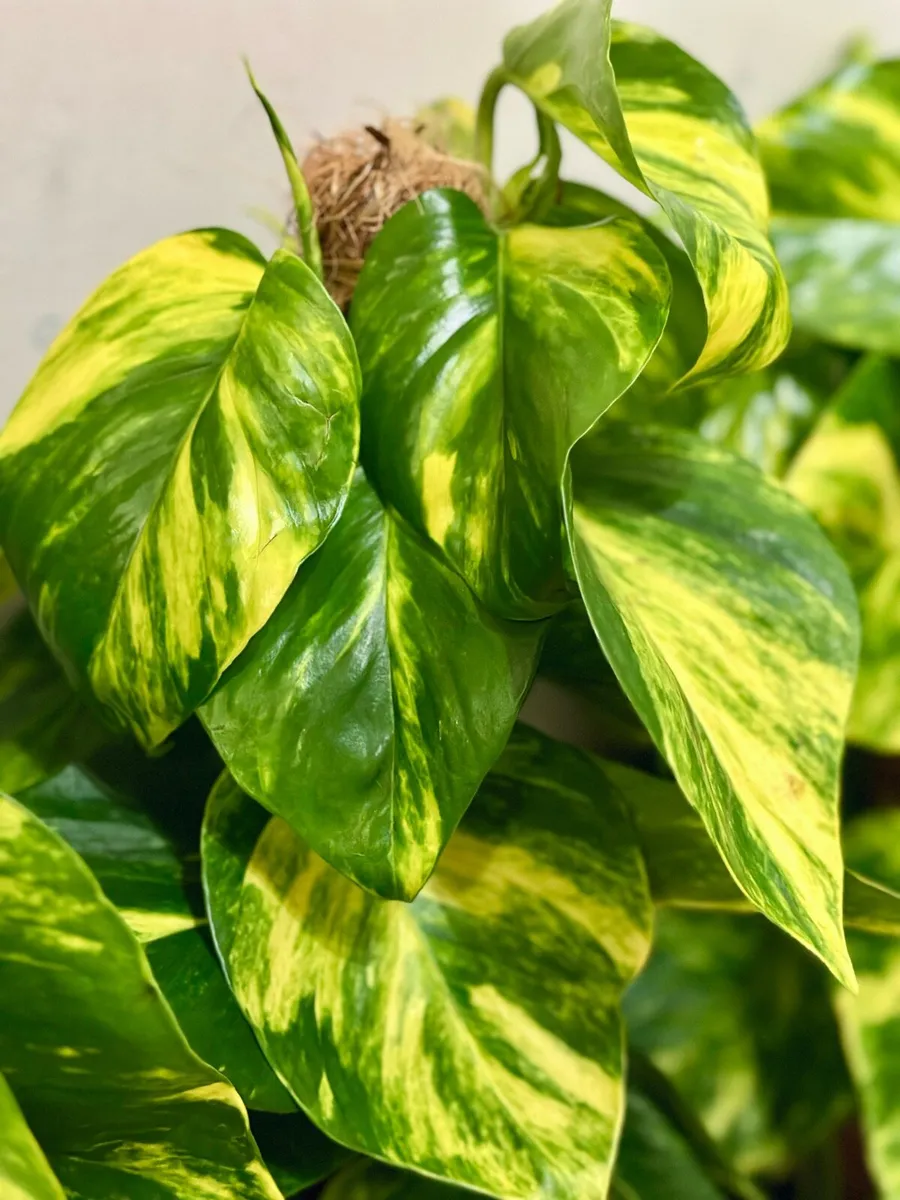 Epipremnum Golden Pothos with mosspole 80cm tall - Image 4