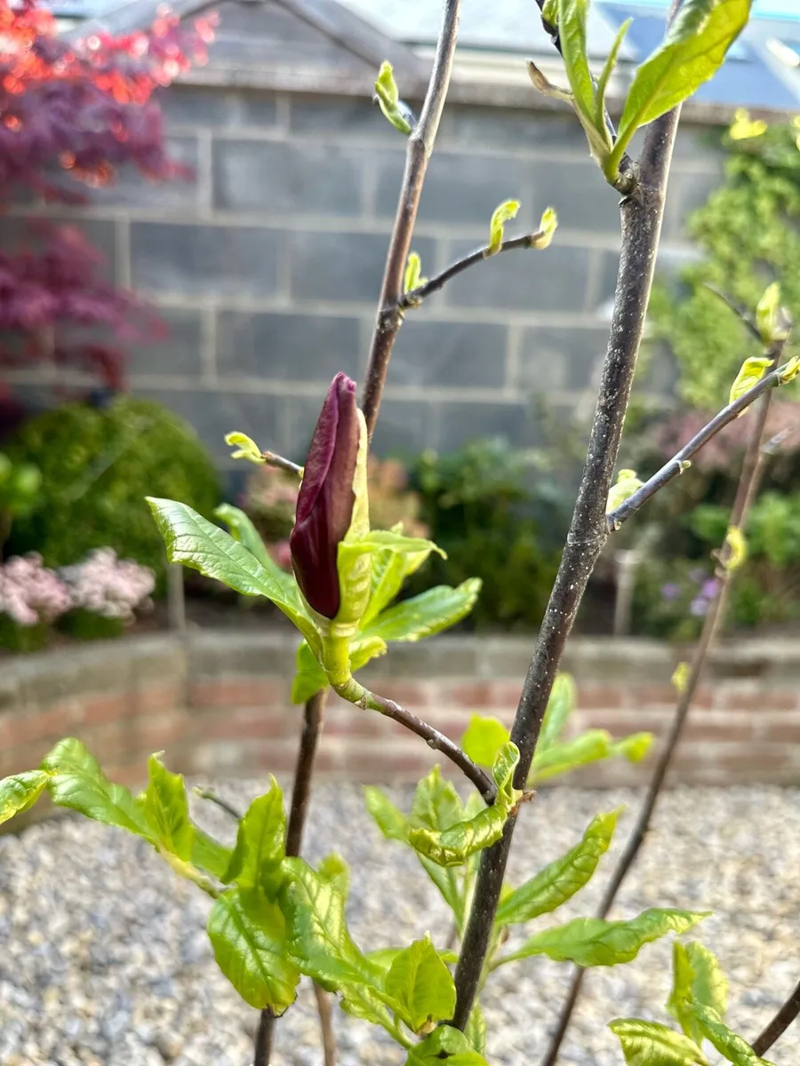 Bushy Magnolia Liliiflora in 9L pot and 120cm tall - Image 3