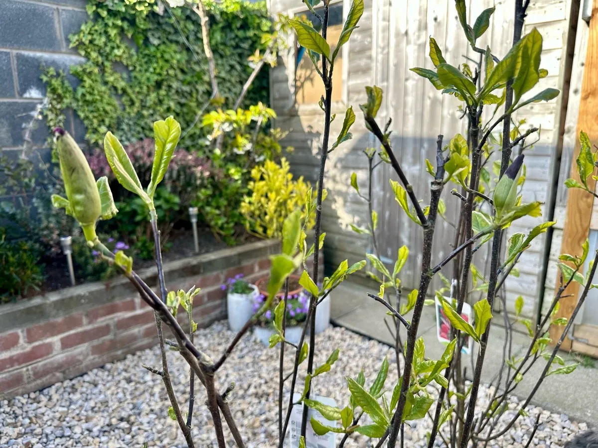 Bushy Magnolia Liliiflora in 9L pot and 120cm tall - Image 4