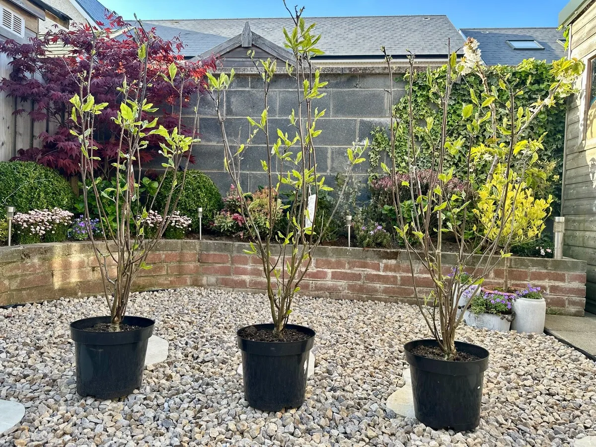 Bushy Magnolia Liliiflora in 9L pot and 120cm tall - Image 2