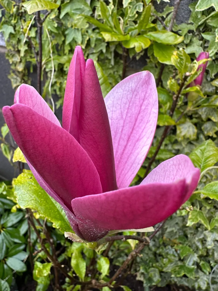 Bushy Magnolia Liliiflora in 9L pot and 120cm tall - Image 1