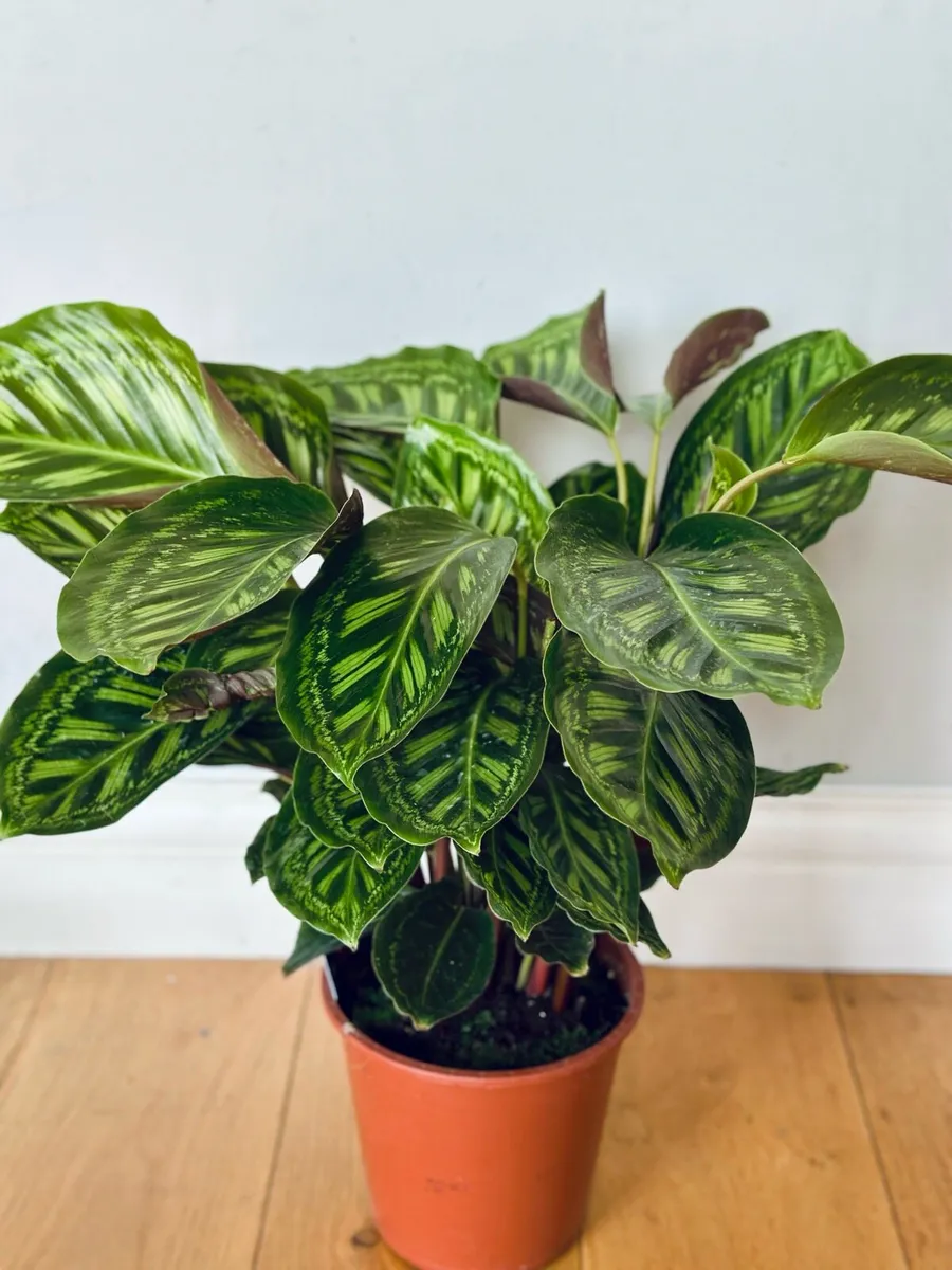 Calathea Flamestar in 19cm pot and 70cm in height - Image 2