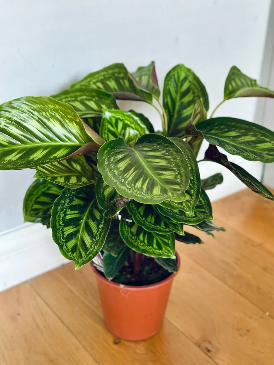 Calathea Flamestar in 19cm pot and 70cm in height - Image 3